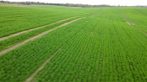 poland pieszkowo green fields view from the top angle of view, aerial drone, tractor rut traces on green grass field