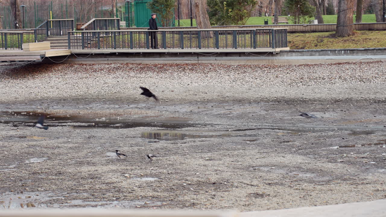 Birds flying and resting across muddy park ground with scattered puddles under overcast sky while distant man stands on platform surrounded by leafless trees and urban greenery in quiet outdoor