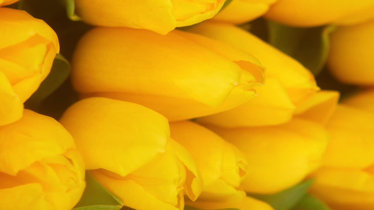 Close-up of a bouquet of yellow tulips