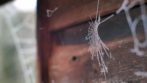 nahaufnahme eines mit frost bedeckten spinnennetzes, das an einem wintermorgen neben einem gartenhaus hängt