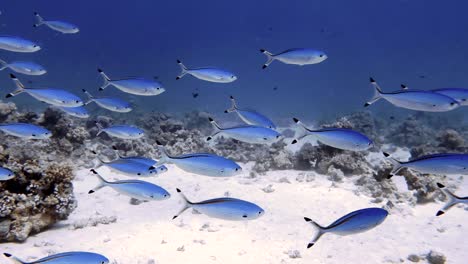 4k video footage of a school of red sea fusiliers (caesio suevica) in egypt