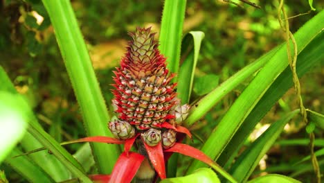 red flowering pineapple fruit on the plant during sunny day in vietnam,close up