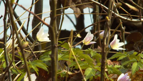 Virginia-Anemone-Wächst-In-Der-Nähe-Eines-Sees-In-Bayern