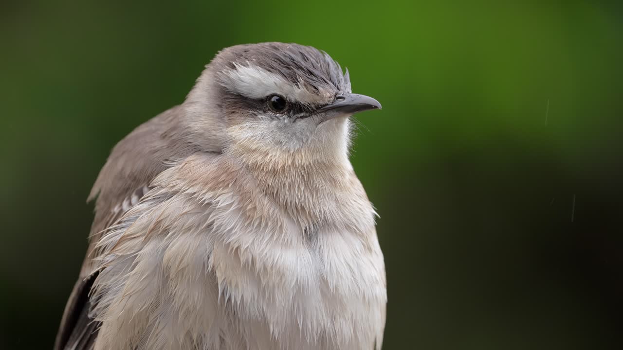 비가 오는 날에 느린 속도로 은 털을 는 도자기 모킹버드의 클로즈업 뷰