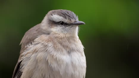 una vista de cerca de un mockingbird de cejas de tiza flutuando sus plumas húmedas en un día lluvioso en cámara lenta