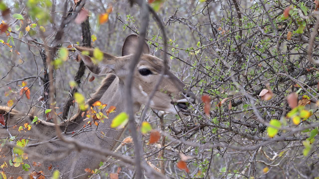 Kudu maggiore femmina che bruca foglie di arbusto, al rallentatore
