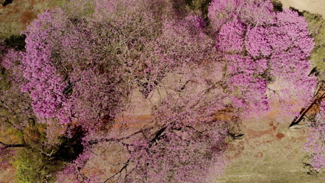 vista aérea de un hermoso árbol ipe rosa florido