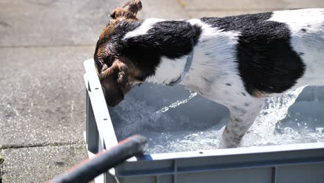 lindo perro pequeño chapoteando en el agua durante el caluroso día de verano, de cerca