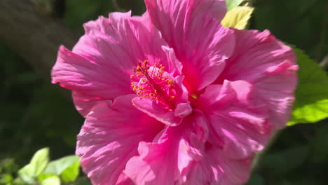 closeup of a pink hibiscus flower