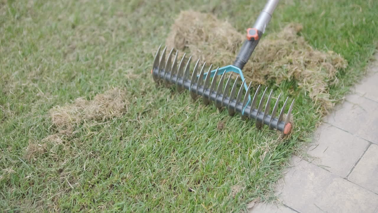 Ancinho de Jardim Removendo Feltragem de um Gramado Verde