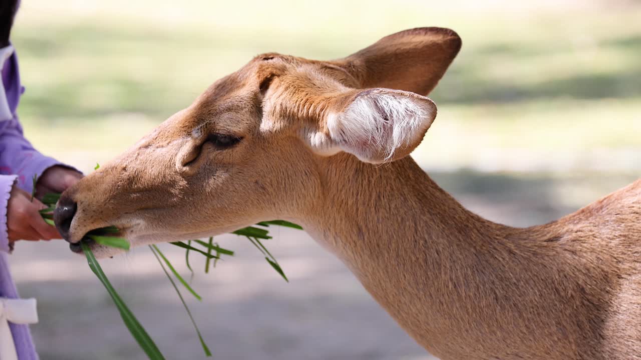 사 을 먹이는 아이