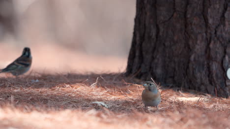 flock of bramblings birds ransacking in fallen pine needles looking for seeds or nuts