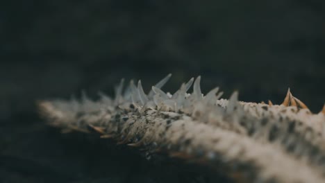 Close-up-Seastar-tube-feet-moving-while-water-drips-onto-tentacle