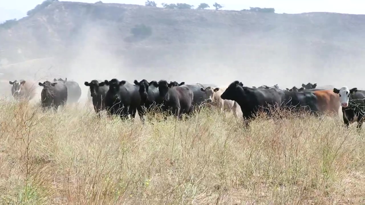Kamera yükselip daha fazla inek gösterirken, sakin bir duruşa yaklaşan Siyah Angus sığırları.