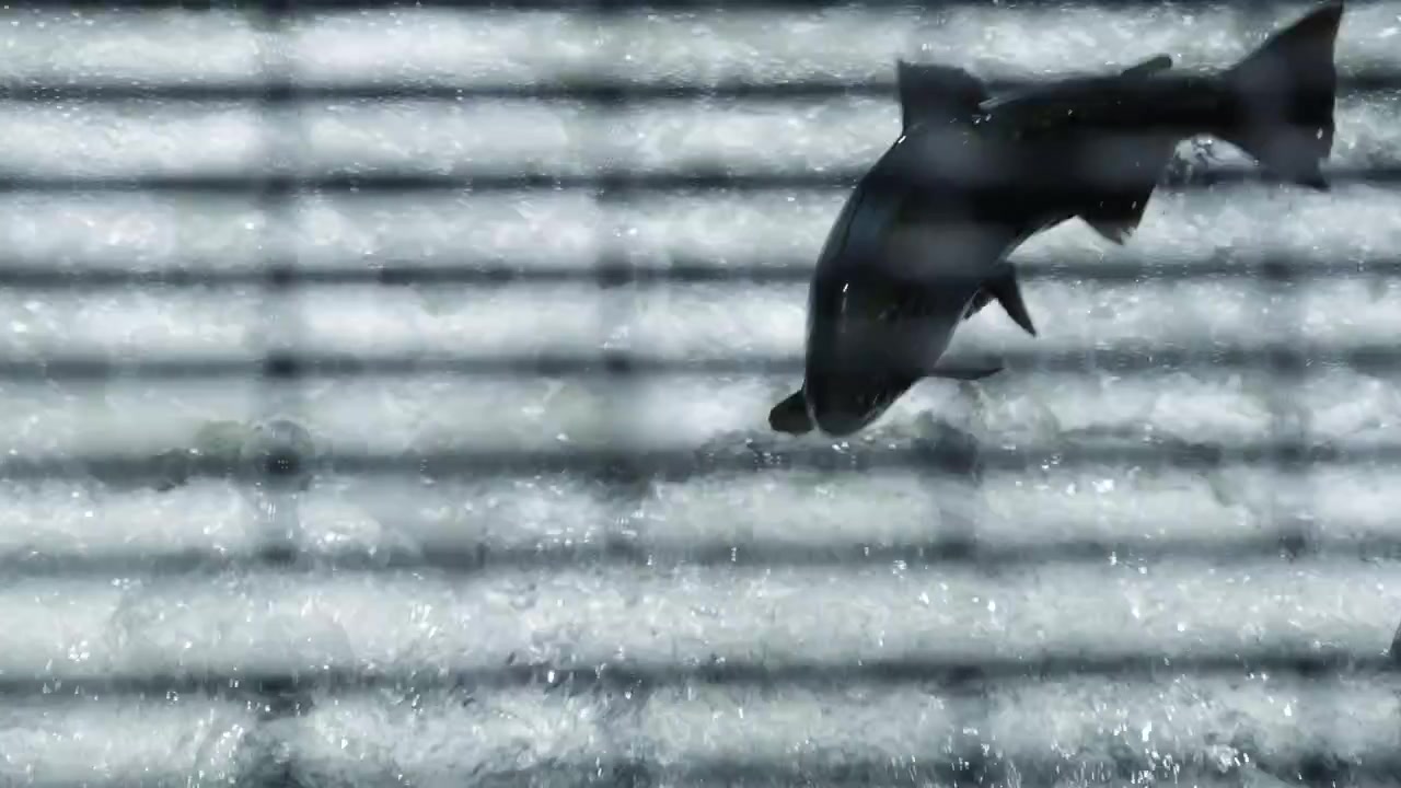A shadow pattern from a grate crosses the surface as salmon jump the Ganaraska River fish ladder. Slow motion reveals each fish breaking through the rippled water in Port Hope, Ontario.