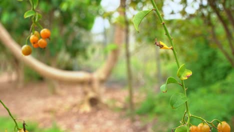 Nice-panning-shot-of-barbados-gooseberry-on-vine-tropical-fruit-berries-plant-based