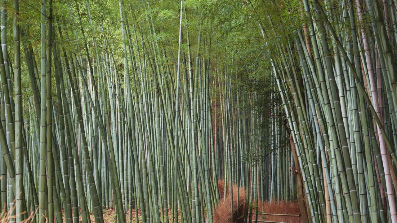 Multiple green bamboo trees at the Arashiyama Bamboo Forest in Kyoto, Japan