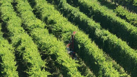 machine harvesting grapes in lush vineyard rows