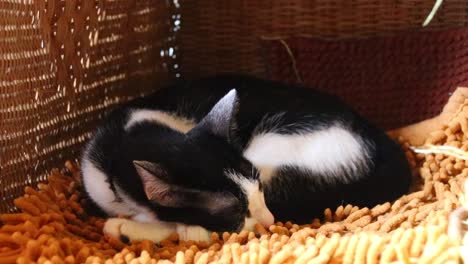 tuxedo cat deeply sleeping in a box shows concept of coping with home quarantine, social distancing and isolation due to the covid-19 pandemic