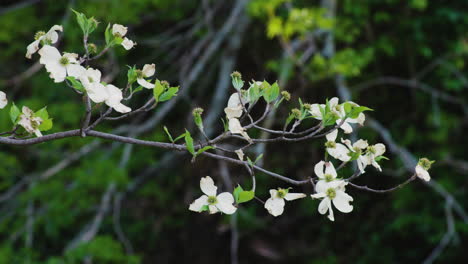 delicate white flowers hanging from a tree in siloam springs, arkansas