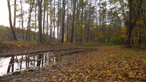 Leaf-covered-trail-in-the-woods-reflecting-in-a-puddle,-surrounded-by-trees-with-fall-foliage