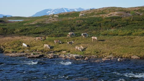 herd of mountain deer grazing at the riverside in jamtland triangle, sweden