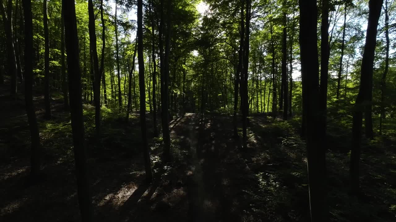 Ripresa aerea lenta attraverso un bosco scuro con la luce del sole che filtra tra le cime degli alberi
