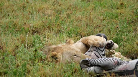 exhausted lion playing with dead zebra after hunting in safari national park. eating prey in green grass. close up shot.