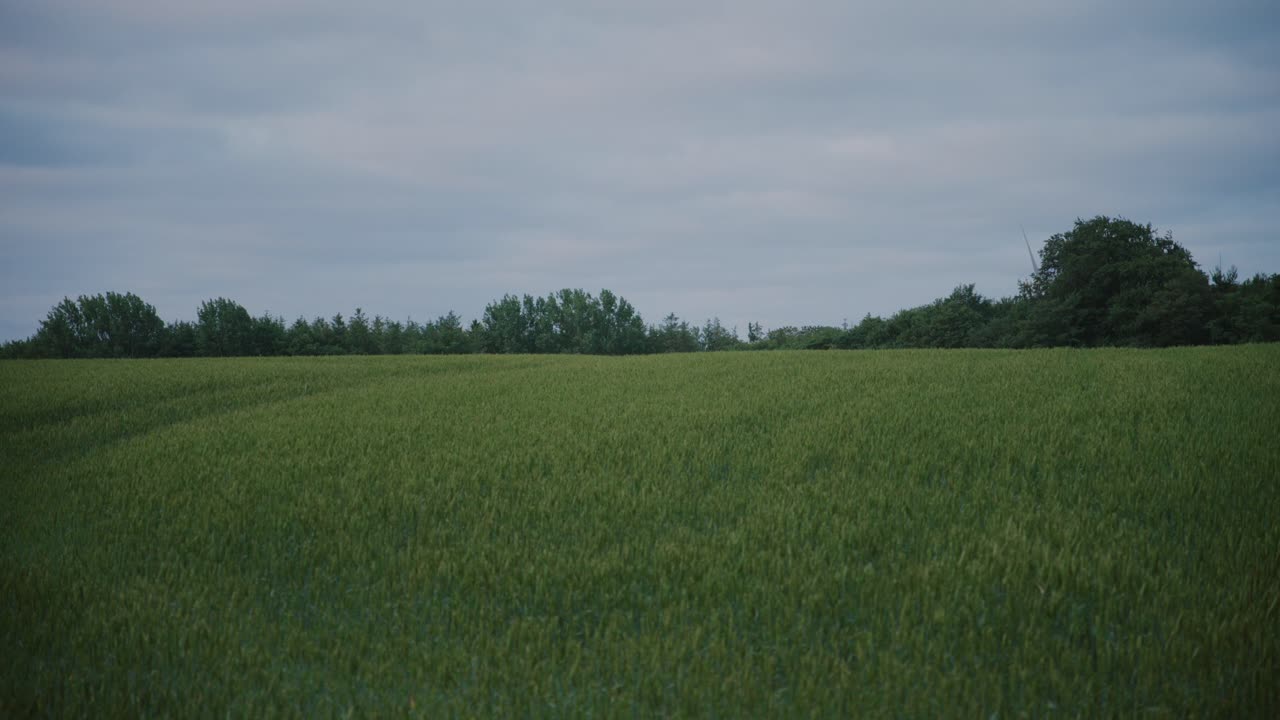 Green field with distant trees under a cloudy sky, Langeland, Denmark