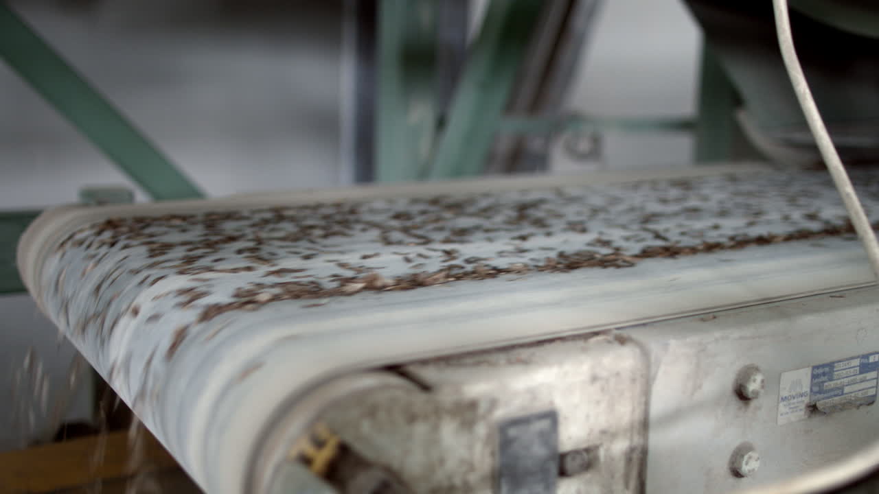 코니퍼 나무의 씨 ⁇ 을 저장하는 컨베이어. 자동 생산 라인