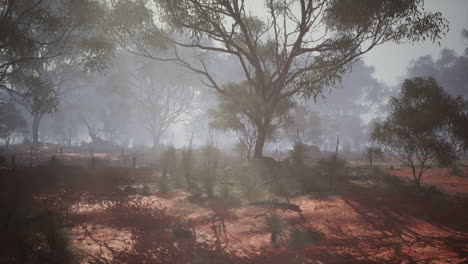 a misty morning in the australian outback