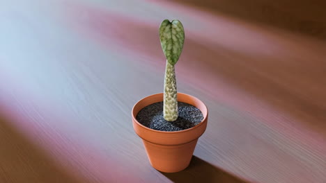 a solitary potted plant with a distinct leaf and patterned stem on a wooden floor illuminated by natural light