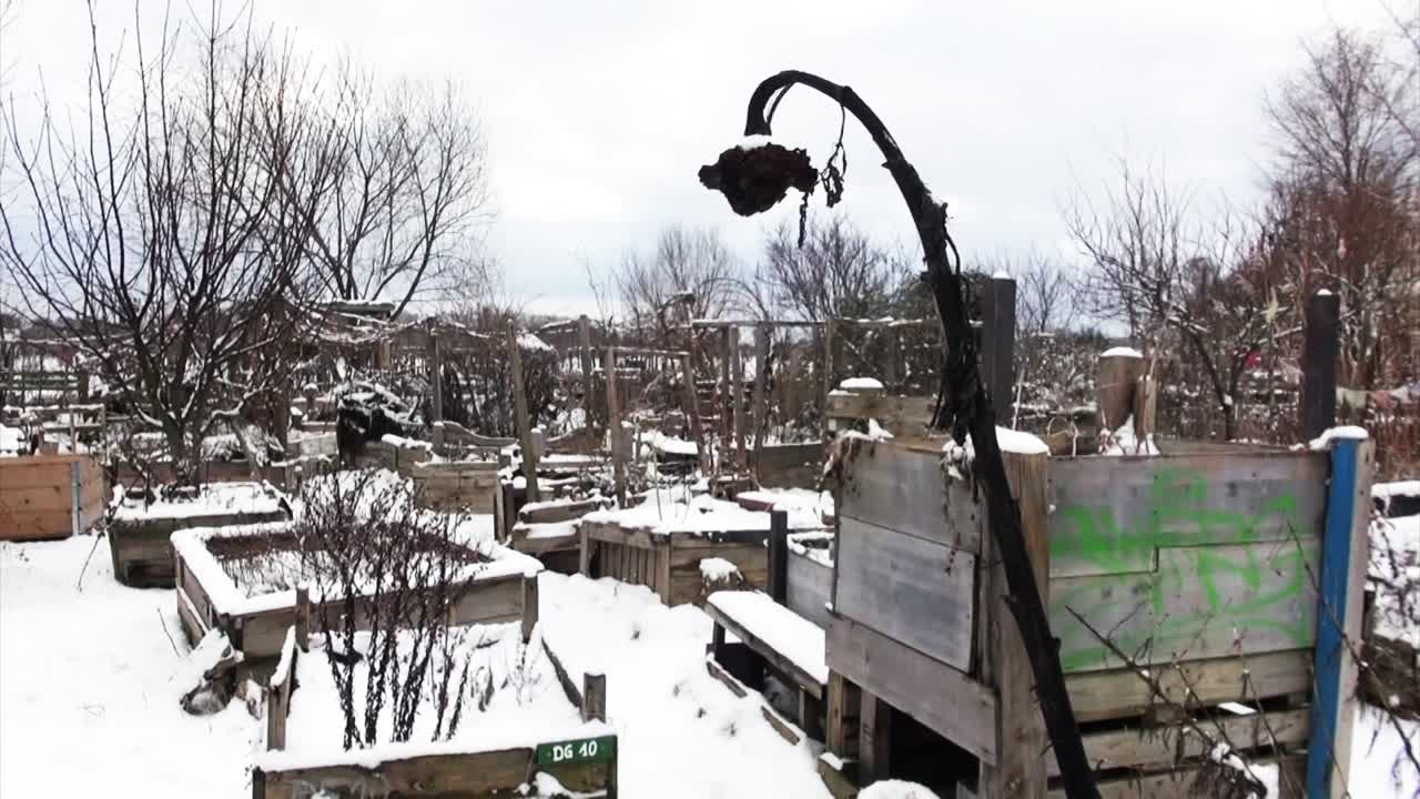 정원 죽은 선플라워 템플호프 공항 5 초 hd 25 fps 노이 베를린 독일 00137