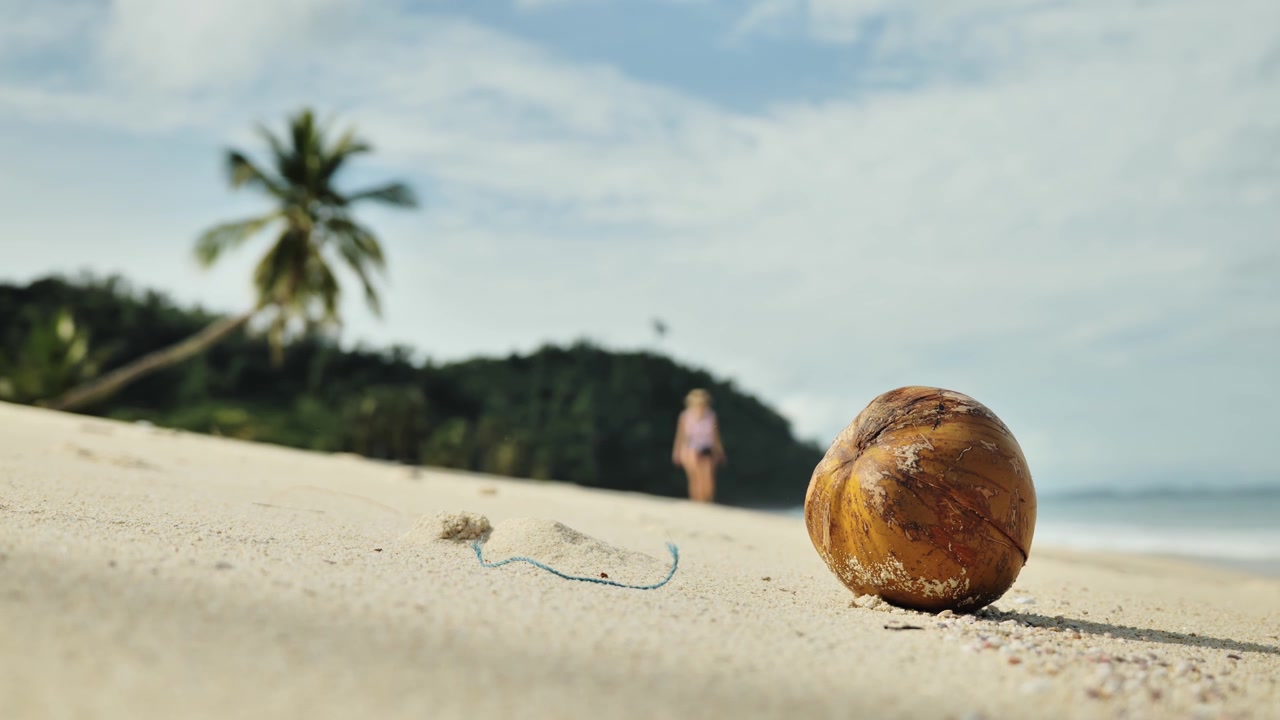 Tropical Coconut On Quiet Shore At Port Barton Palawan Philippines