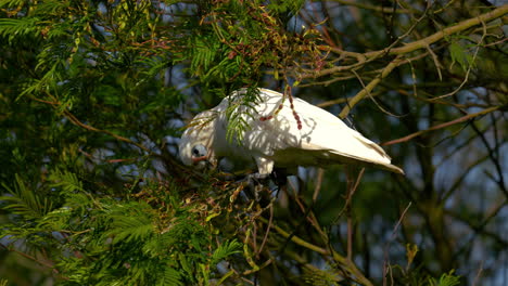 Cacatúa-Cacatúa-Loro-En-Australia