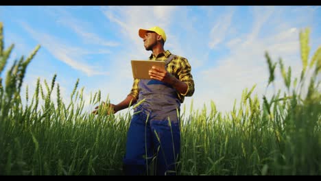 agricultor usando una tableta en un campo de trigo