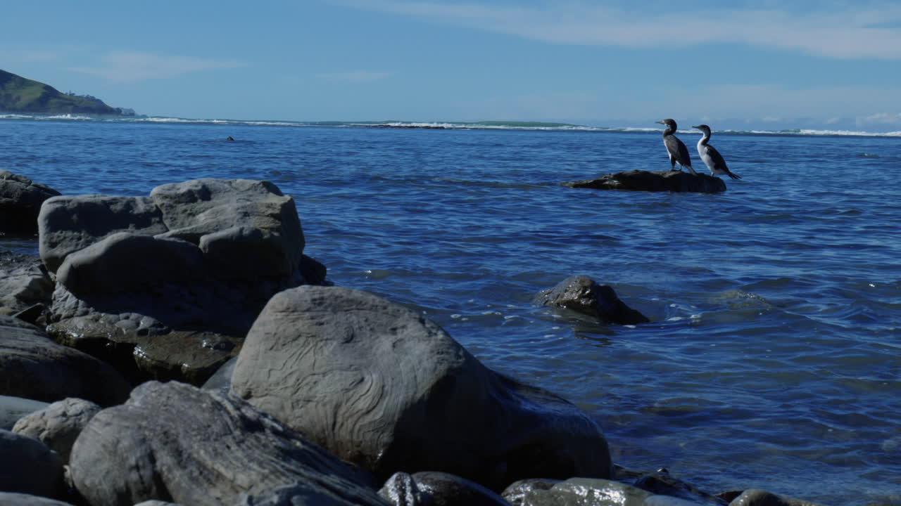 Pair of birds peacefully perched on a rugged rock, a serene moment in nature's harmony