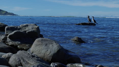 Pair-of-birds-peacefully-perched-on-a-rugged-rock,-a-serene-moment-in-nature's-harmony