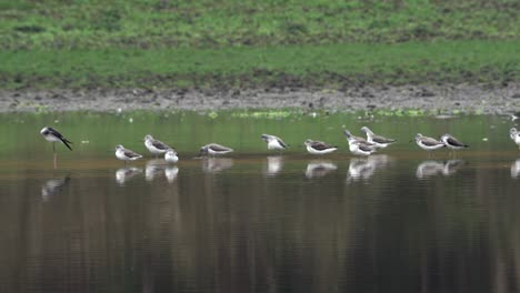 Una-Pequeña-Bandada-De-Greenshanks-Comunes-Y-Un-Zanco-Alado-Negro-Parado-En-El-Agua-Cerca-De-La-Orilla-De-Un-Lago