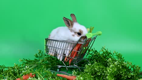 conejo en el fondo de la pantalla verde. animal espiritual y mascota inteligente para la pascua