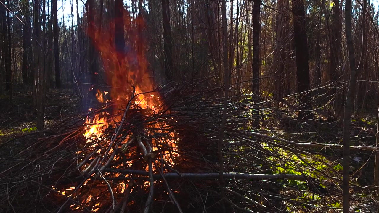 Grande pilha de galhos secos queimando com chamas intensas e fumaça no meio de uma floresta durante um dia ensolarado de primavera, representando limpeza de terreno, perigo de incêndio e atividade ao ar livre.