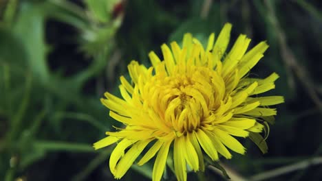 Roll-motion-left-right-of-a-yellow-wildflower