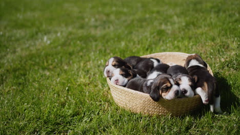 Happy-small-beagle-puppies-dozing-in-a-basket-that-stands-on-the-green-grass