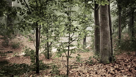 niebla de verano en el bosque