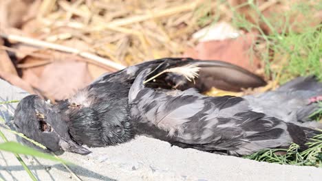 natural process of a bird's decomposition