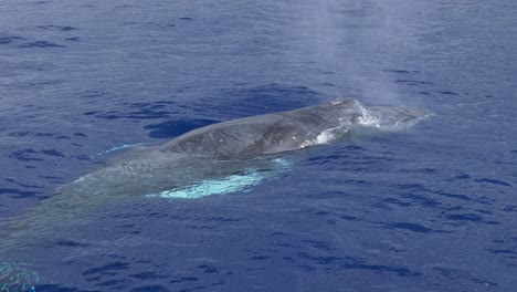 Humpback-whale-surfaces-then-dives-in-clear-blue-ocean-water-in-Hawaii