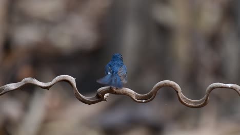 The-Indochinese-Blue-flycatcher-is-a-found-in-lowland-forests-of-Thailand,-known-for-its-blue-feathers-and-orange-to-white-breast