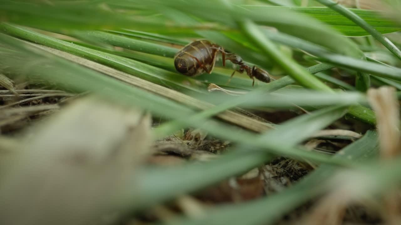 Macro of ant crawling over dense green grass pulling food, slow motion reveals movement and fine detail