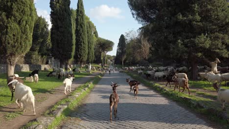 Caminar-Por-La-Vía-Apia-En-Un-Día-Soleado-Con-Un-Rebaño-De-Cabras