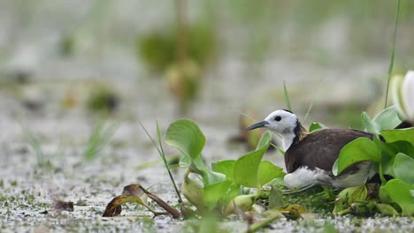 jacana de cola de faisán dejando el nido